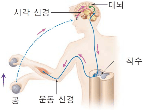 일상과 스포츠에서 반응속도가 중요한 이유